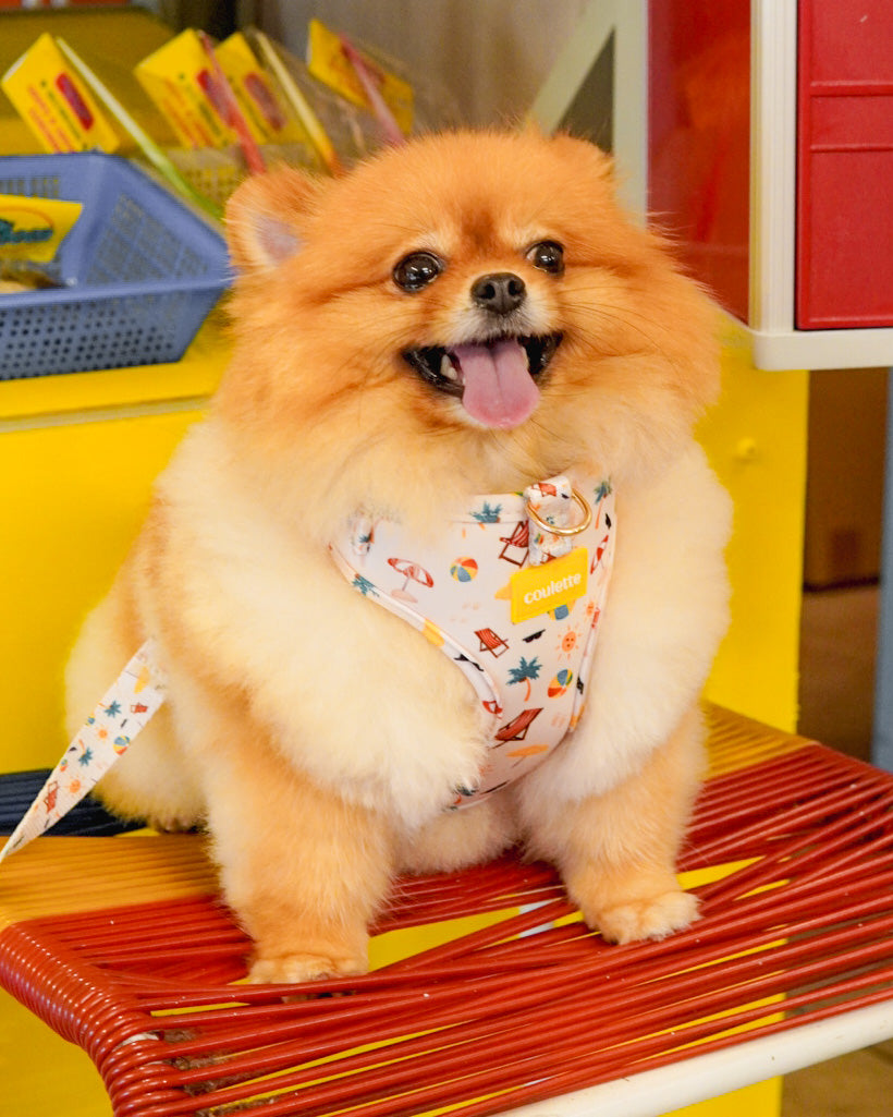 Coulette Collective - Beach Please Harness