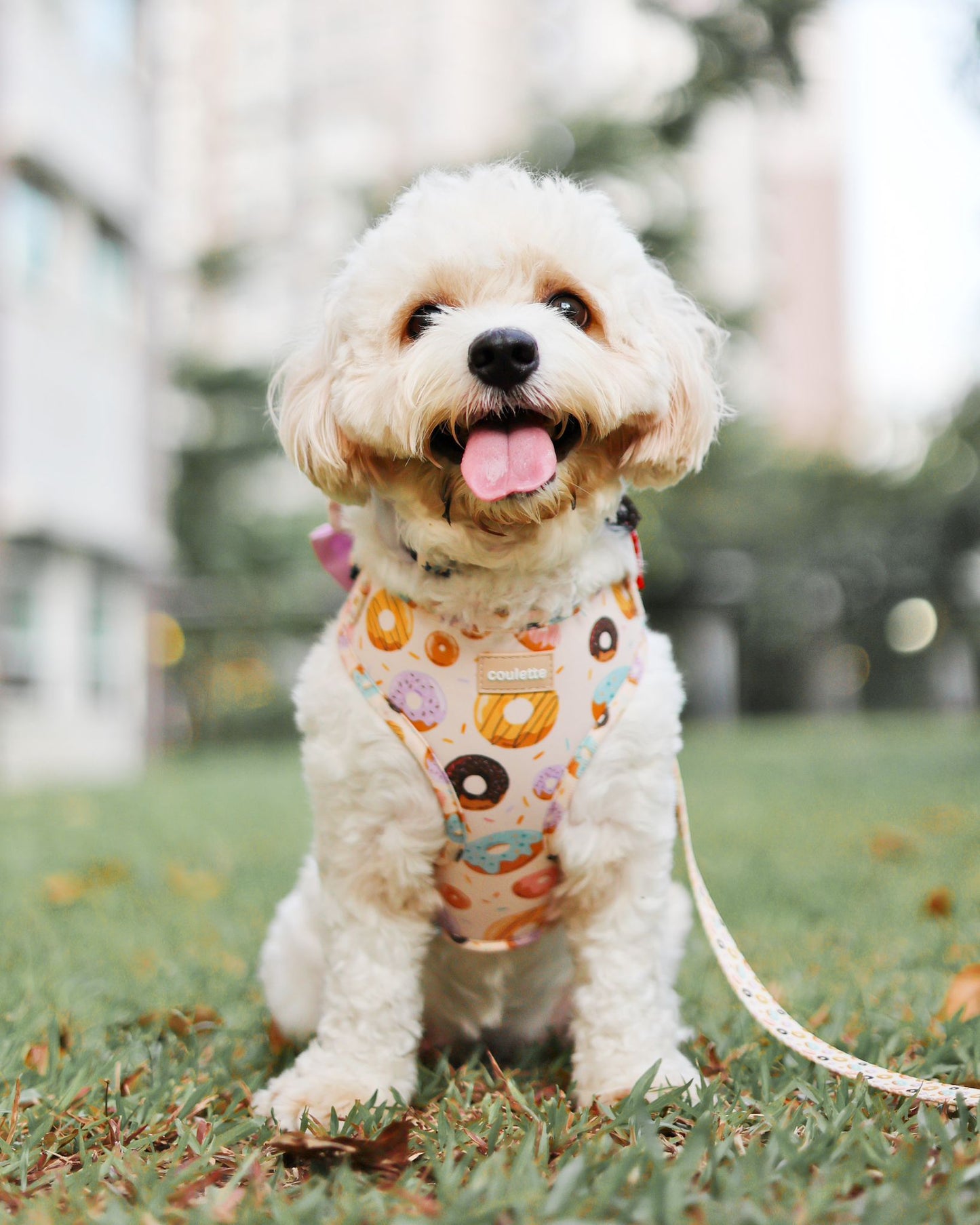 Coulette Collective - Dancin' Donuts Harness