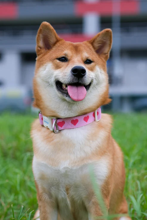 Outplay Heart Collar