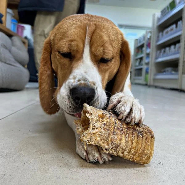 The Source-sage Club Air Dried New Zealand Beef Trachea (Windpipe) 1pc ~30cm