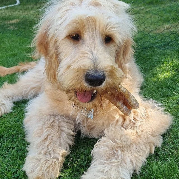 The Source-sage Club Air Dried New Zealand Beef Trachea (Windpipe) 1pc ~30cm