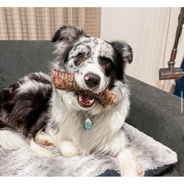 The Source-sage Club Air Dried New Zealand Beef Trachea (Windpipe) 1pc ~30cm