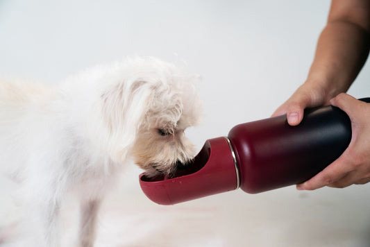 Waterbottle || Snowflask_Barkefella