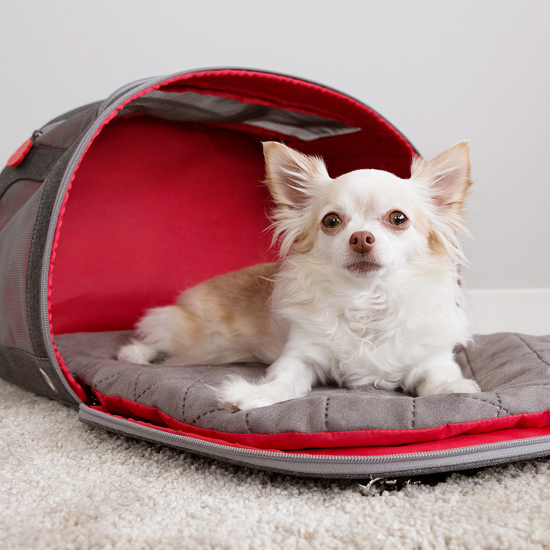 KONG 2-In-1 Pet Carrier & Travel Mat - moki+