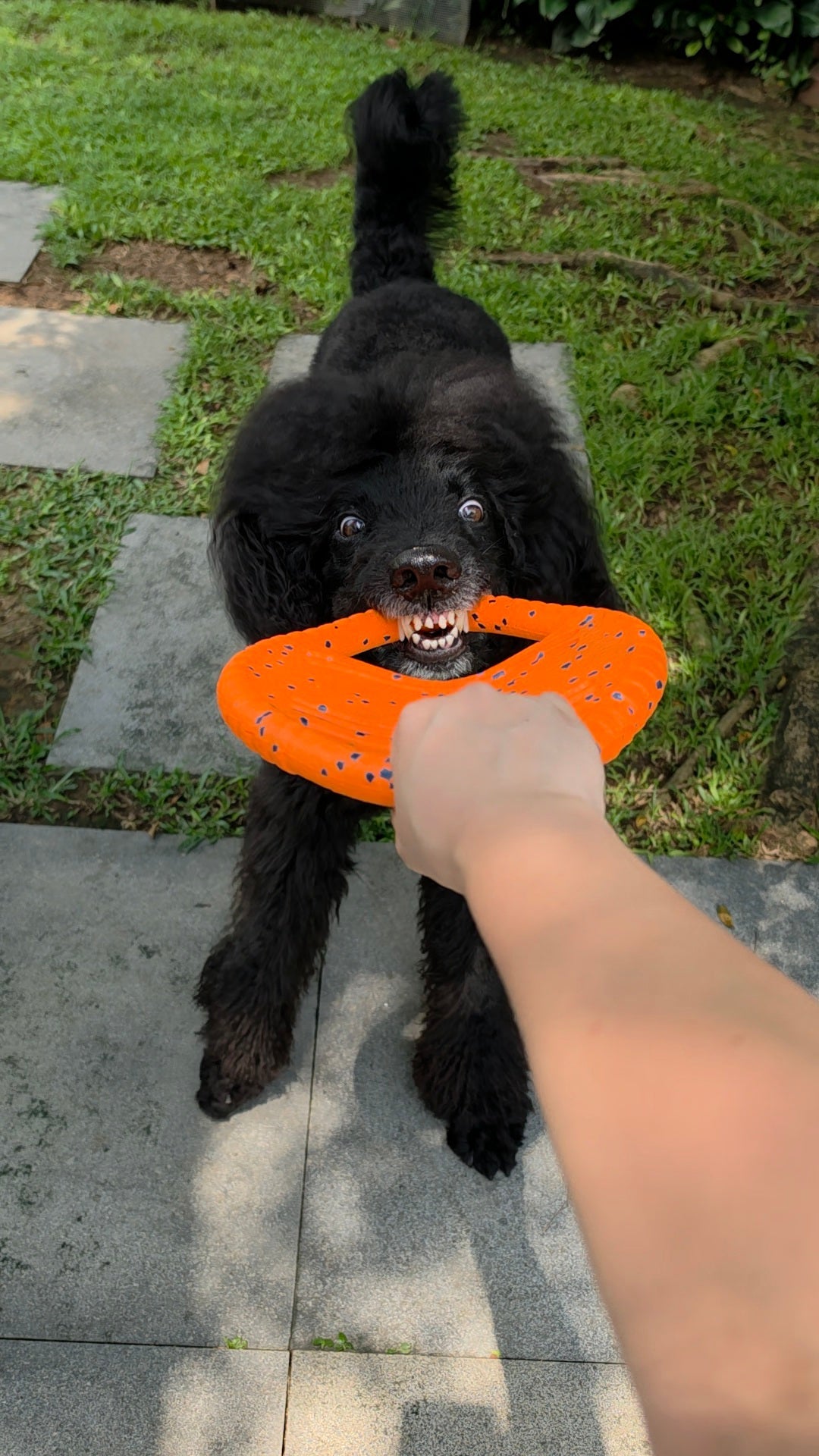 UltraFlex Double Ring Dog Toy (Orange)