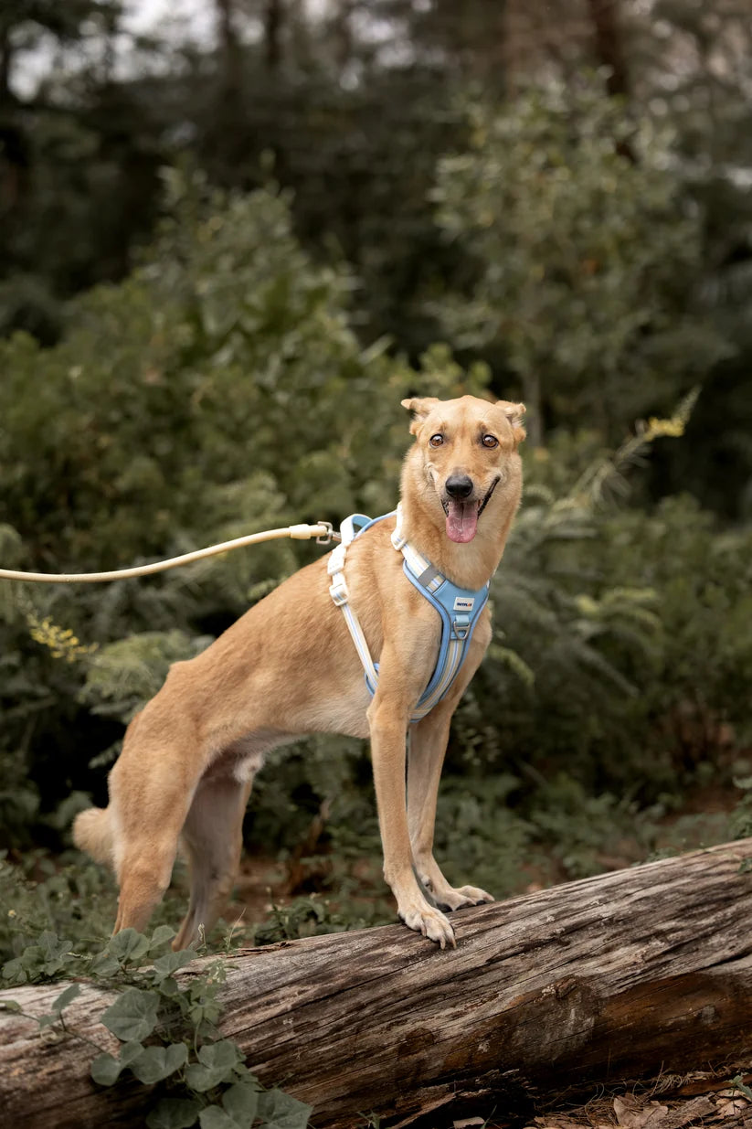 Outplay Align Harness