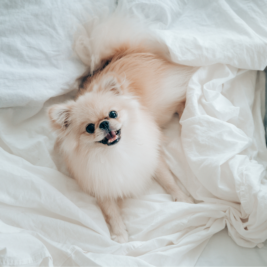Dreamcastle waterproof mattress protector for dog bed