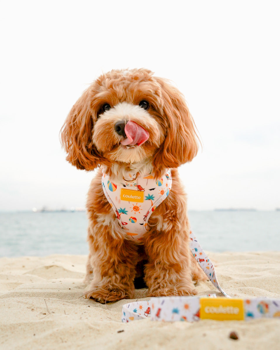Coulette Collective - Beach Please Harness
