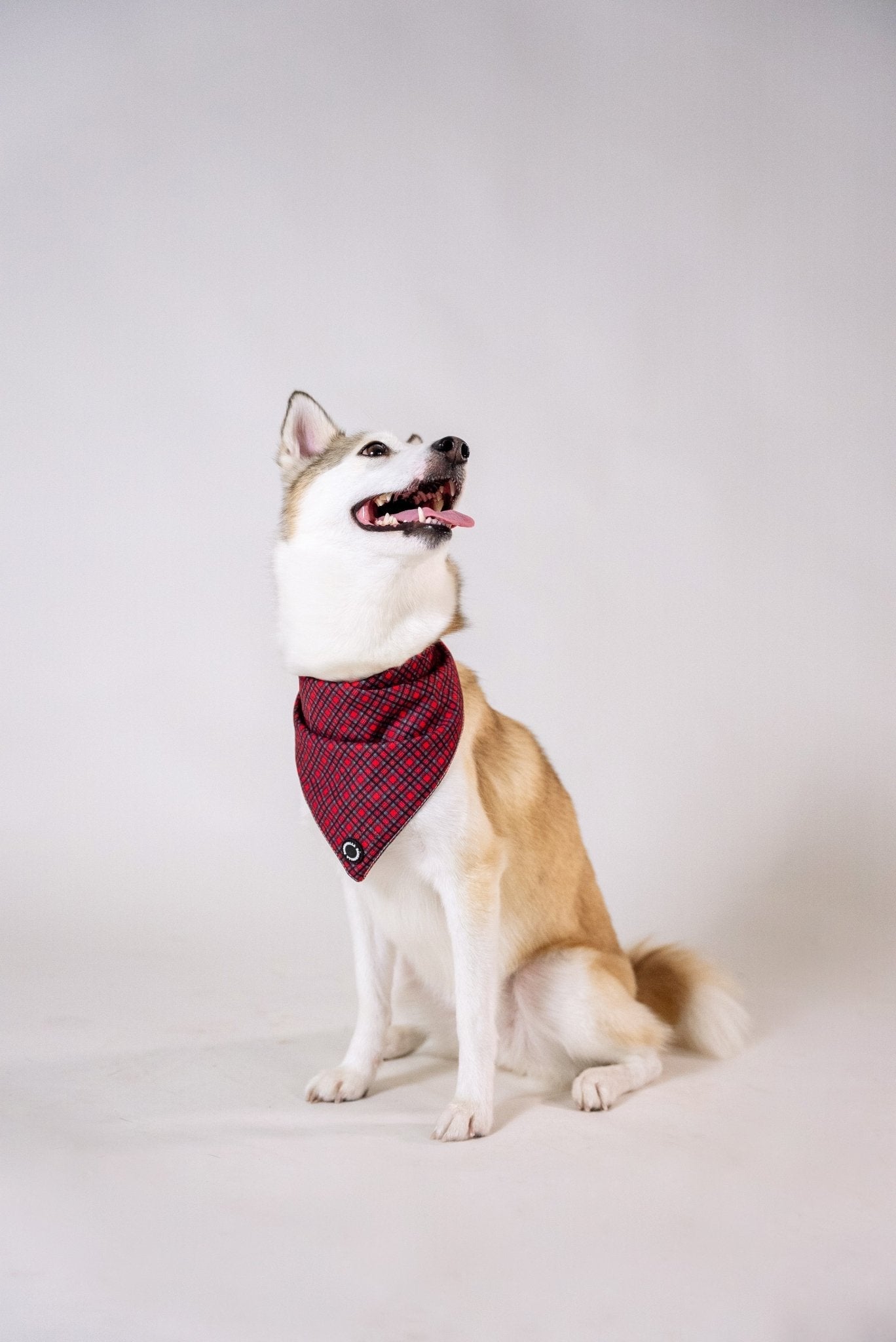 Bandanas || Checkers_Barkefella