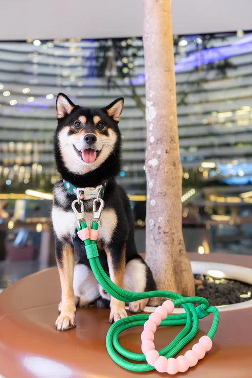 Outplay Double Hook Bubble Leash