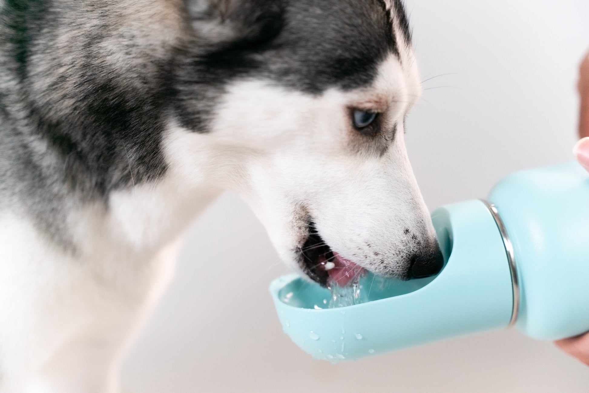 Waterbottle || Snowflask_Barkefella